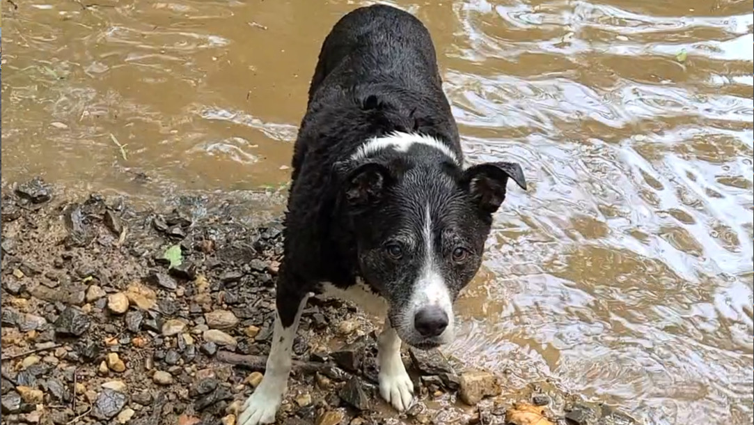 Fetching in Flooded River